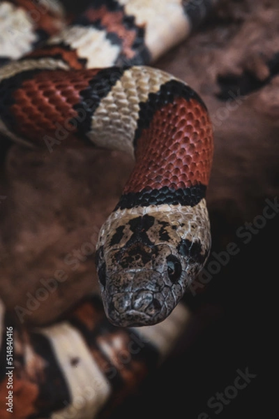 Obraz Macro snake