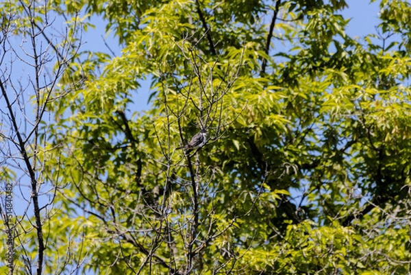 Fototapeta Easter King Bird Sitting in a Tree Branch