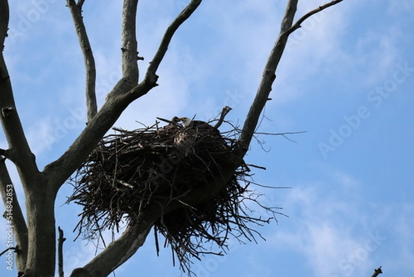 Obraz bald eagle with eaglet in nest