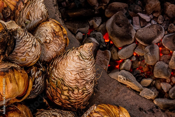 Fototapeta Piñas de sotol para destilación, agave y tequila