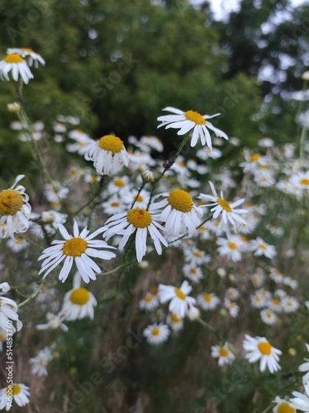 Obraz daisies in the field