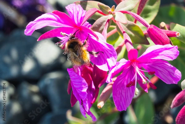 Obraz Fireweed Bumble Bee