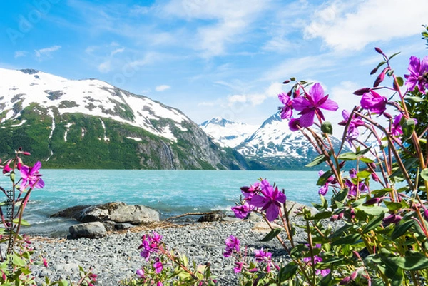 Obraz Lakeside Fireweed