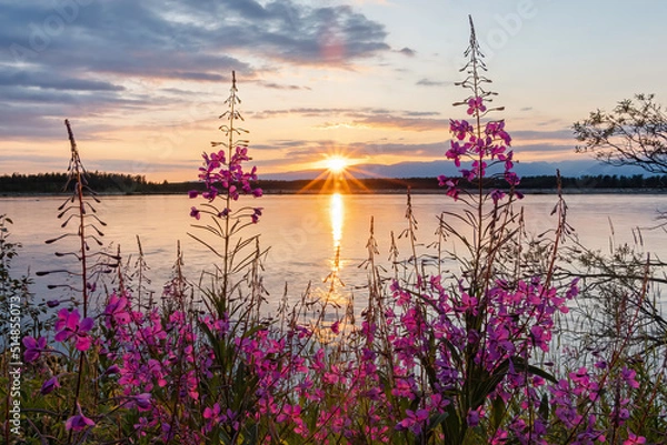 Obraz Fireweed Sunset