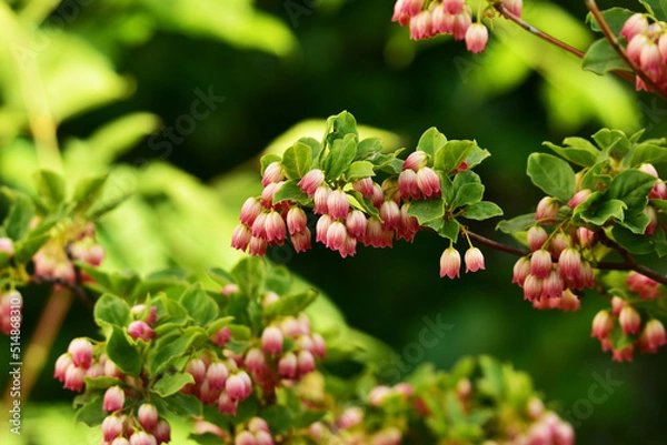 Fototapeta サラサドウダンのベル状の花