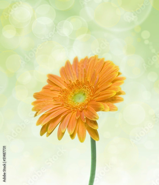 Fototapeta Daisy flowers