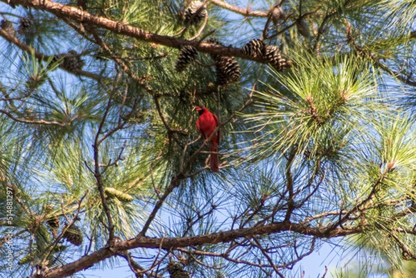 Fototapeta bird on a tree