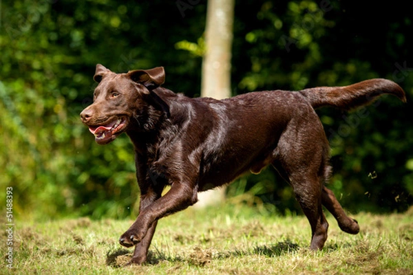 Fototapeta Labrador Retriever
