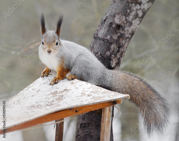 Obraz squirrel in the wild. fluffy rodant