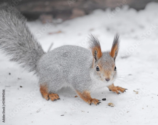 Obraz squirrel in the wild. fluffy rodant