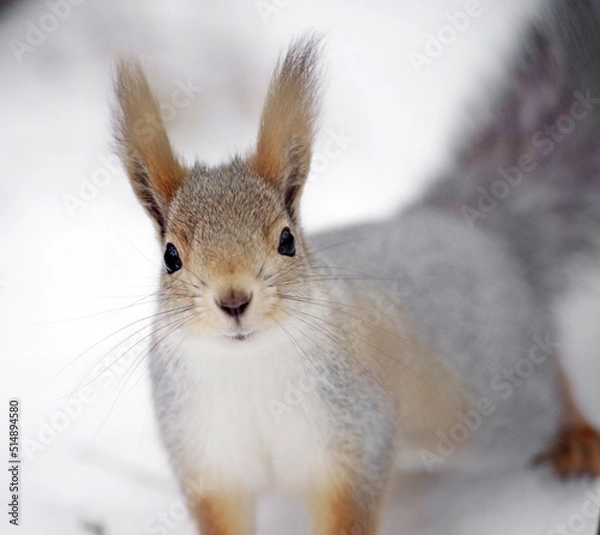 Obraz squirrel in the wild. fluffy rodant