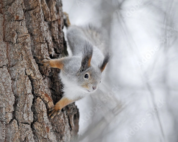 Obraz squirrel in the wild. fluffy rodant