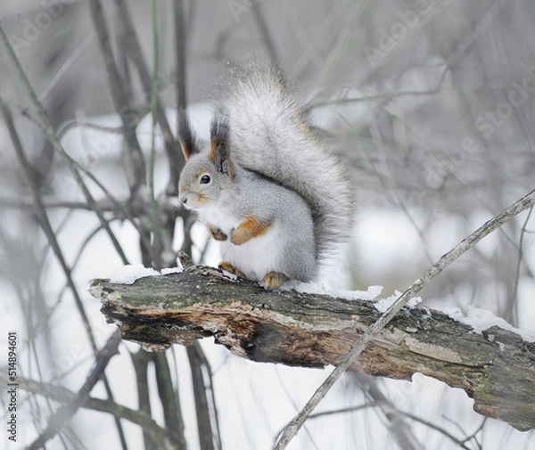 Obraz squirrel in the wild. fluffy rodant