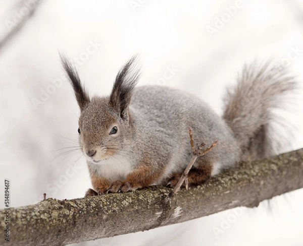 Obraz squirrel in the wild. fluffy rodant