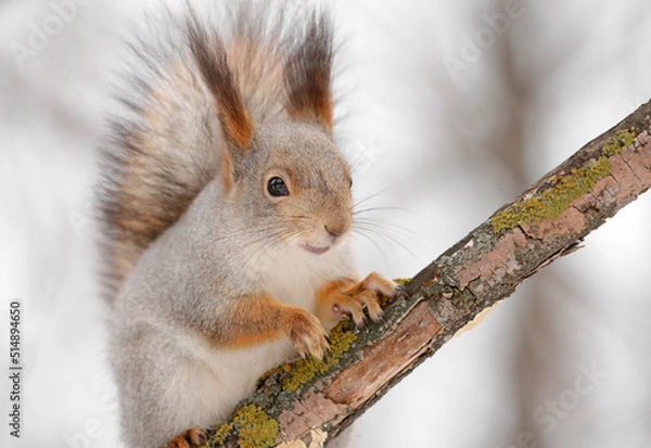 Obraz squirrel in the wild. fluffy rodant