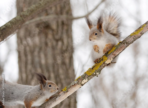 Obraz squirrel in the wild. fluffy rodant