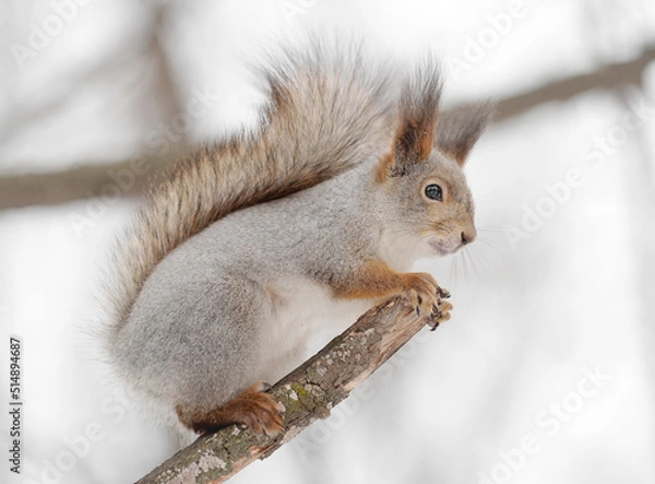 Obraz squirrel in the wild. fluffy rodant