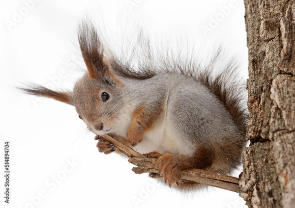 Obraz squirrel in the wild. fluffy rodant