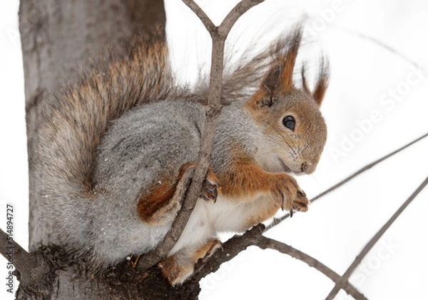 Obraz squirrel in the wild. fluffy rodant