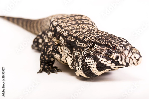 Obraz Tegu On white background