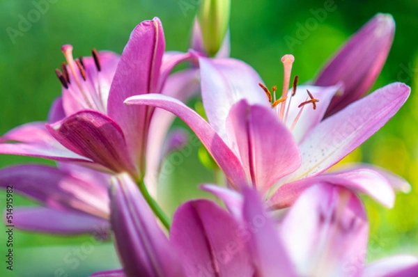 Fototapeta pink lily flower