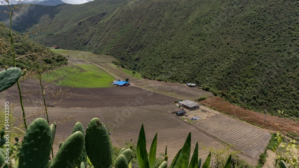 Obraz Onion crops in Tenerife Valle del Cauca, Colombia. Onion crops and onion industry in Colombia.