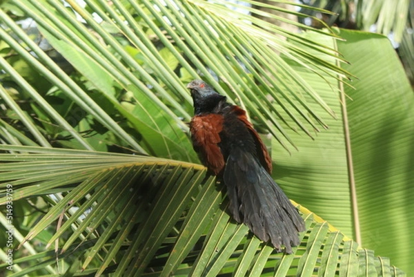 Obraz Greater coucal also called an chempoth
