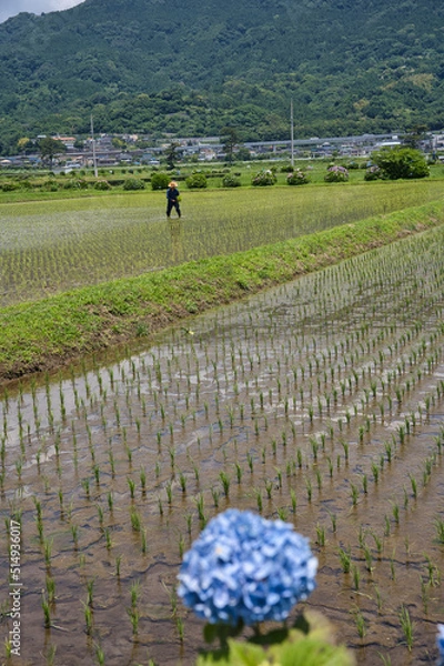 Obraz 田植,自然, 風景, 山, 道, 空, 