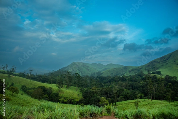 Obraz forest in the mountains