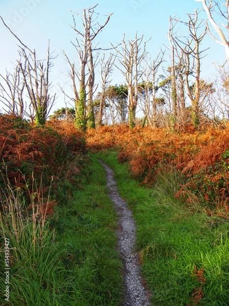 Obraz Dead Trees Path Brown ferns 