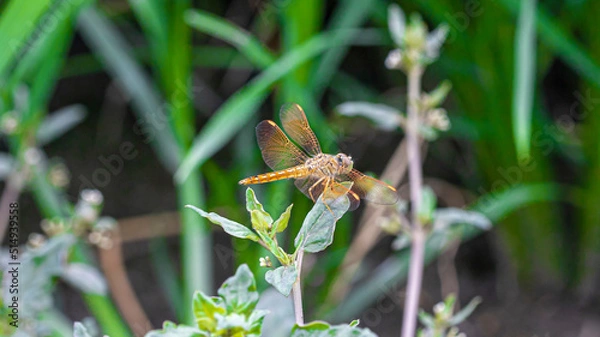 Fototapeta spider on a leaf