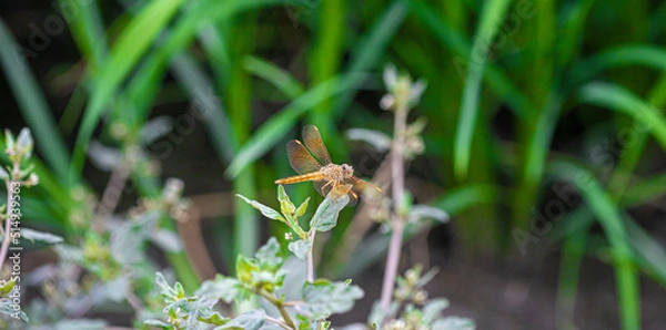 Obraz grasshopper on the grass
