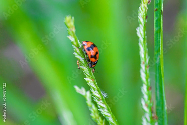 Fototapeta ladybug on grass