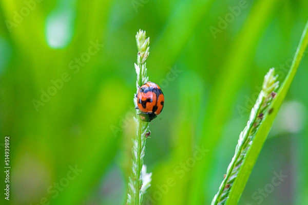 Fototapeta ladybug on grass
