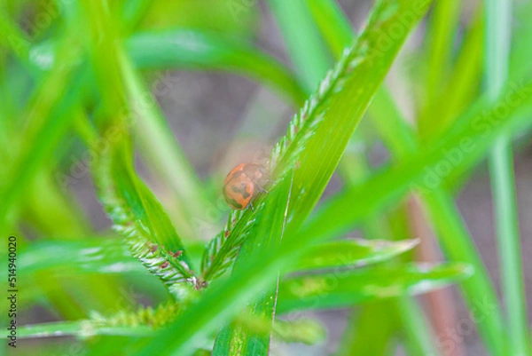 Fototapeta grass with dew drops