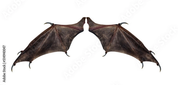 Fototapeta devil wings  isolated on white.