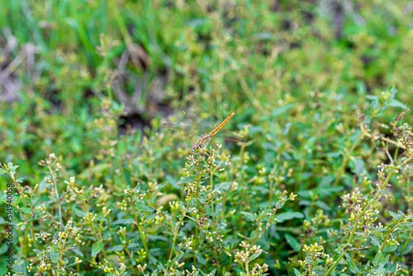 Fototapeta green grass background