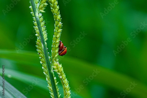 Fototapeta ladybird on a leaf