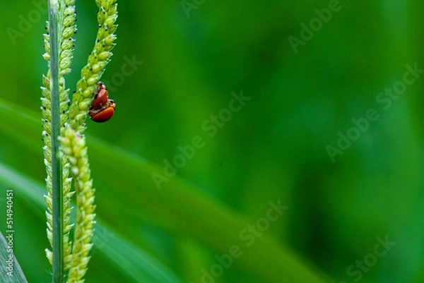 Fototapeta ladybug on green leaf