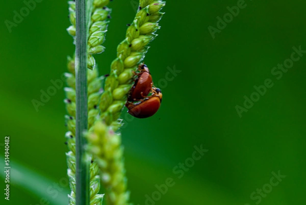 Fototapeta ladybug on a leaf