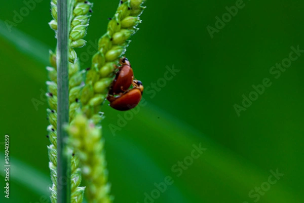 Fototapeta ladybug on grass