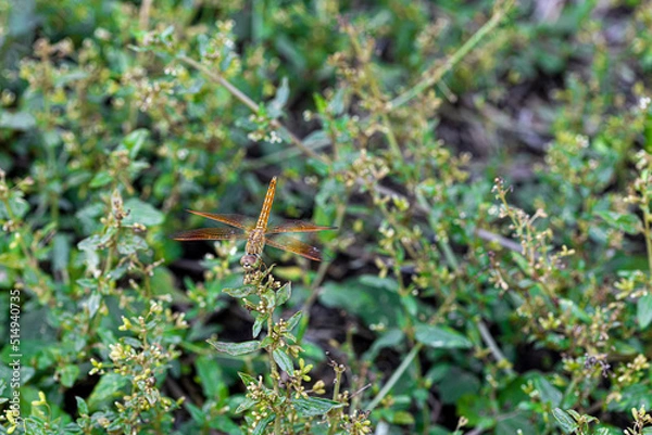 Fototapeta frog on the leaf