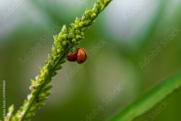 Fototapeta ladybug on grass