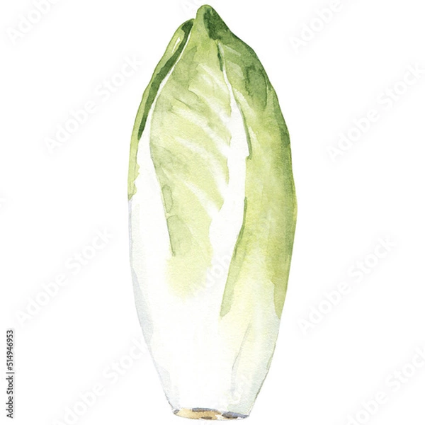 Obraz Watercolor hand drawn endive