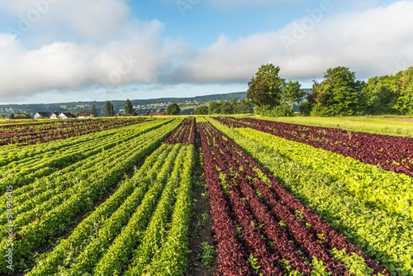 Fototapeta Rows of various red and green lettuce plants on agricultural field on Reichenau Island, Lake Constance, Baden-Wuerttemberg, Germany