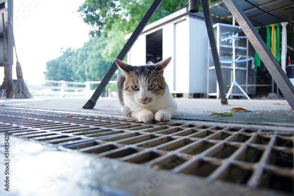 Obraz 何かを狙う猫