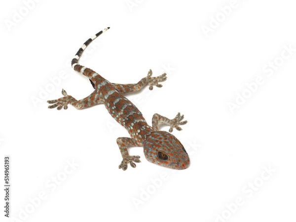 Obraz dead gecko on white background