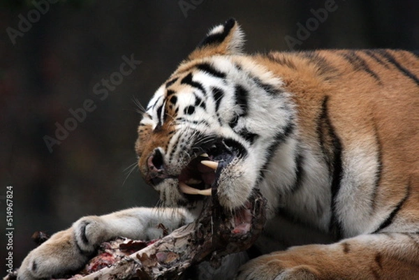 Obraz Feeding siberian tiger closeup
