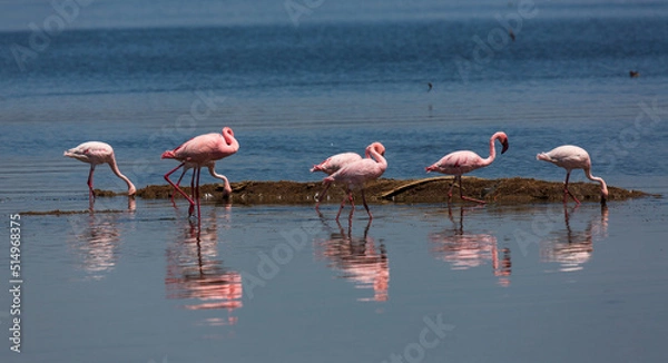 Fototapeta A group of flamingos with their reflection in the water. Nakuru lake. Kenya