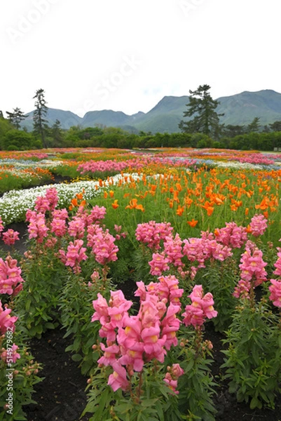Fototapeta 花畑